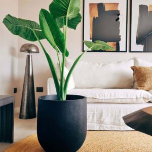 Plantas para la casa de los Novios